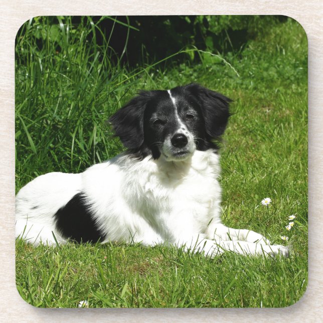 Border Collie Drink Coaster (Front)