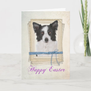 Border Collie Easter Card