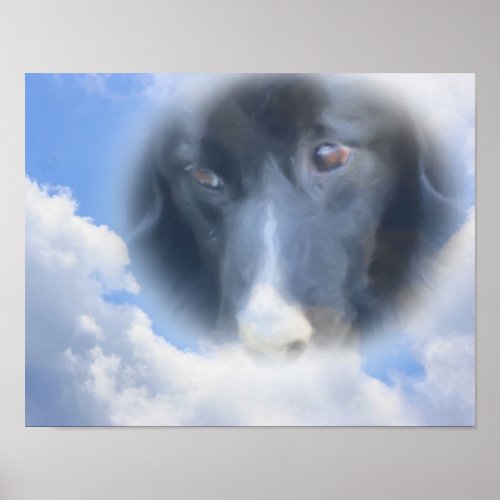 Border Collie Eyes Blue Sky Dog Art Poster