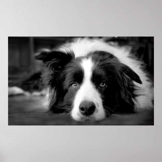 Border collie eyes poster (Front)