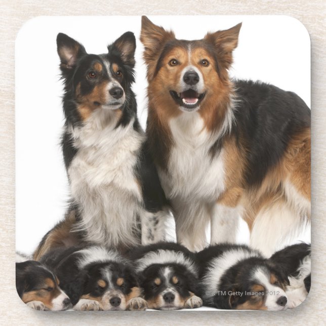 Border collie family drink coaster (Front)