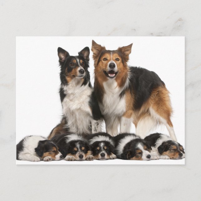 Border collie family postcard (Front)