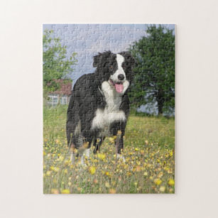 border collie puzzle