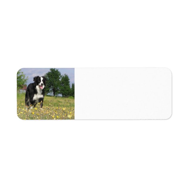 border collie full 3.png label (Front)