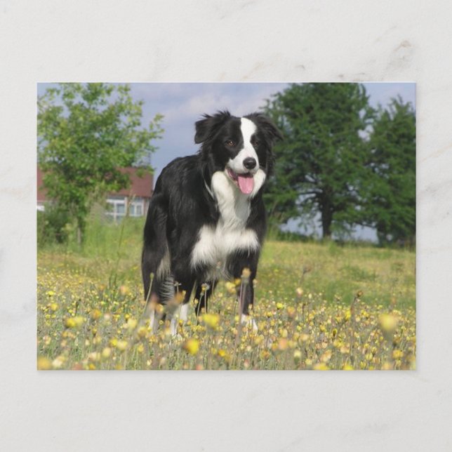 border collie full 3.png postcard (Front)
