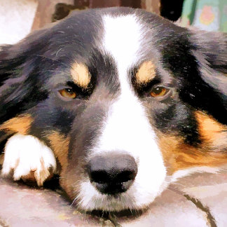 BORDER COLLIE GEL MOUSE PAD