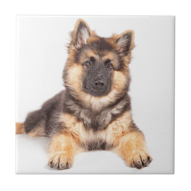 Border Collie German Shepherd Mix Ceramic Tile (Front)