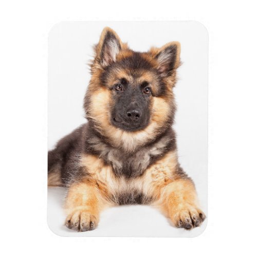 Border Collie German Shepherd Mix Magnet