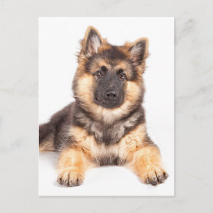 Border Collie German Shepherd Mix Postcard