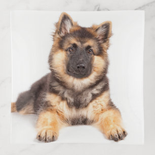 Border Collie German Shepherd Mix Trinket Tray