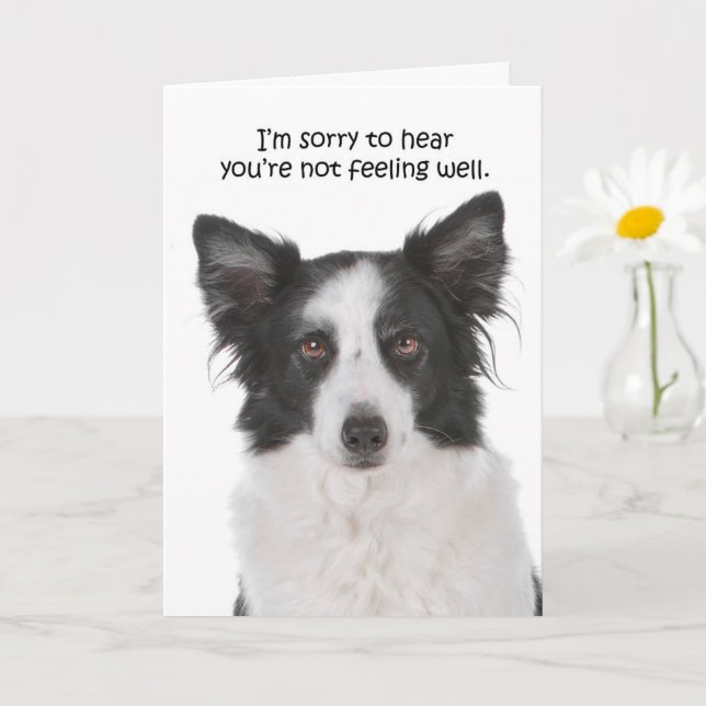 Border Collie Get Well Card | Zazzle