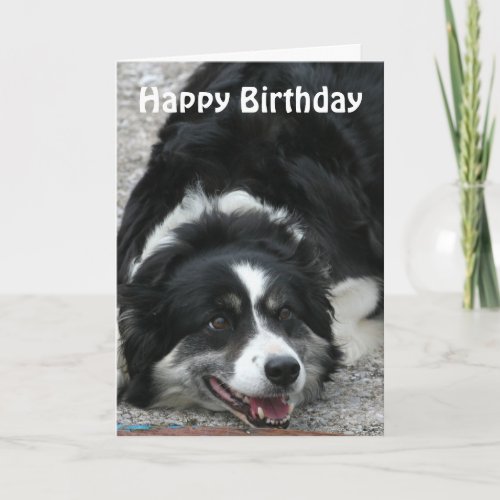 Border Collie _ Happy Birthday Card