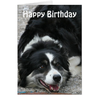 Border Collies Gifts on Zazzle