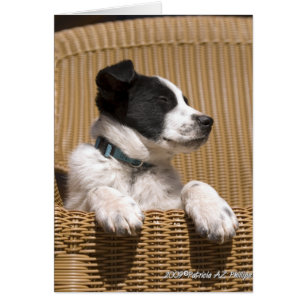 Border Collie Heeler Mix Dog Sleepy Puppy Photo Cards