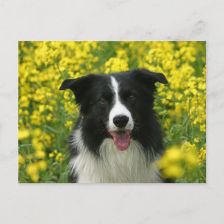 Border Collie Hunde Portrait Postkarte Postcard