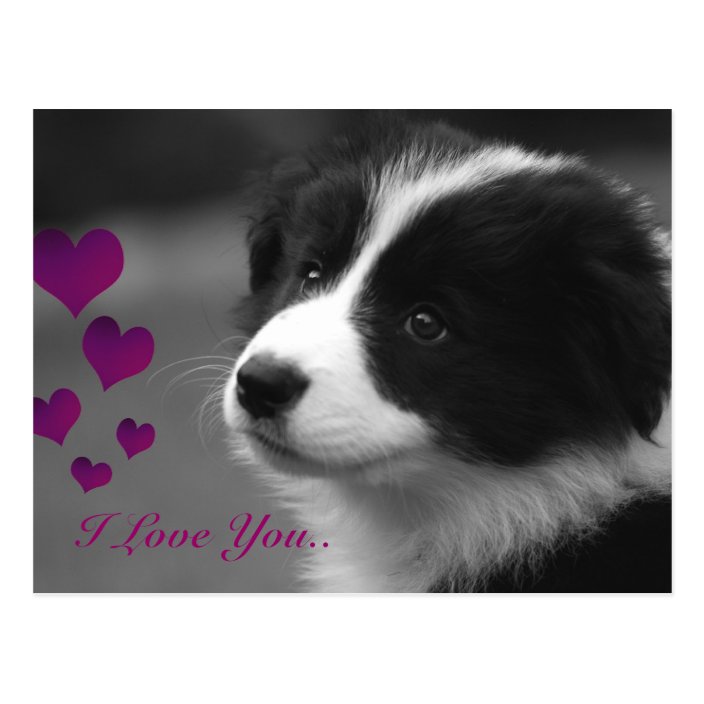 border collie love
