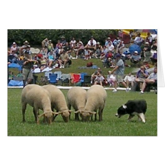 Border Collie in Action Cards (Front Horizontal)