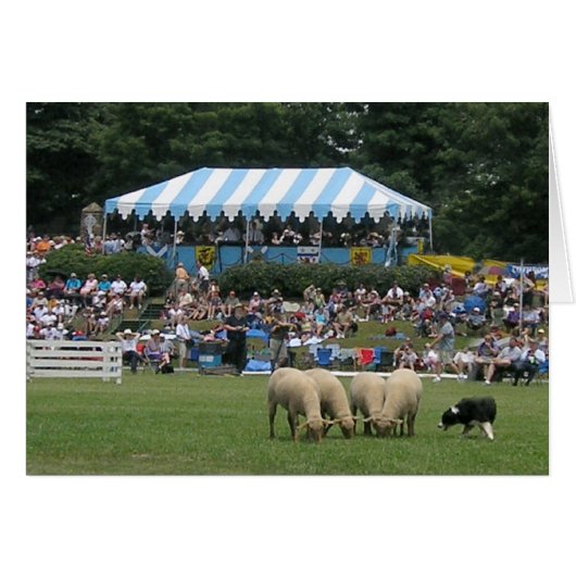 Border Collie in Action Cards (Front Horizontal)
