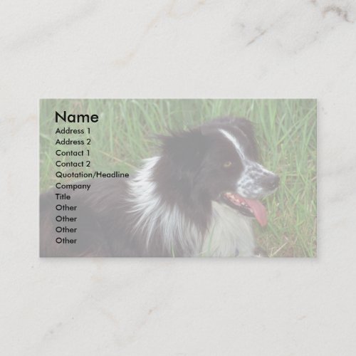 Border Collie in grass Business Card Templates