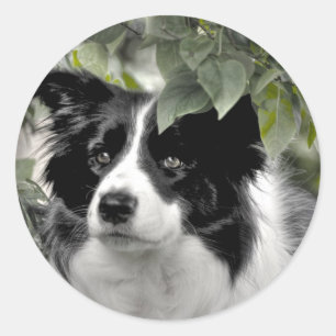 Border Collie in Green Leafy Woods Classic Round Sticker