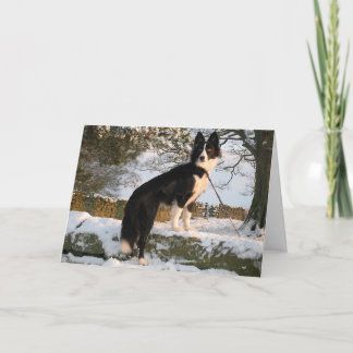 Border Collie in Snow Holiday Card