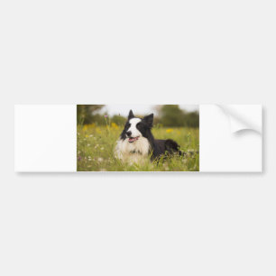 border collie in wildflowers bumper sticker