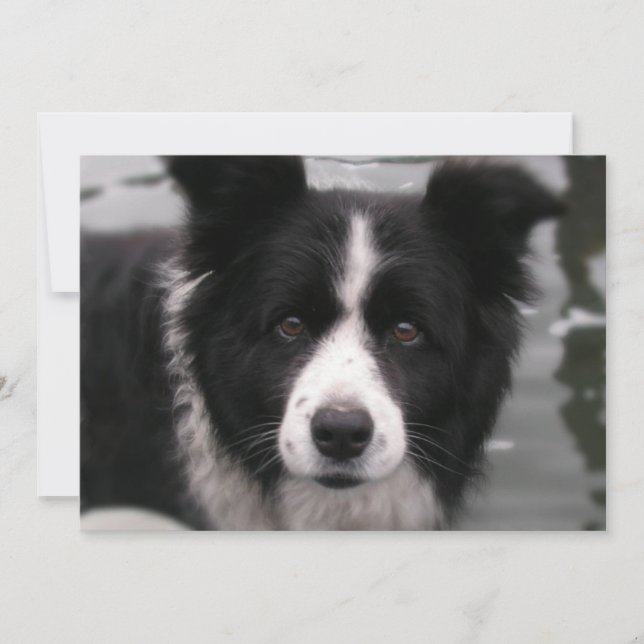Border Collie Invitation (Front)