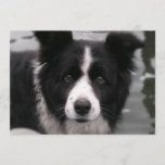 Border Collie Invitation