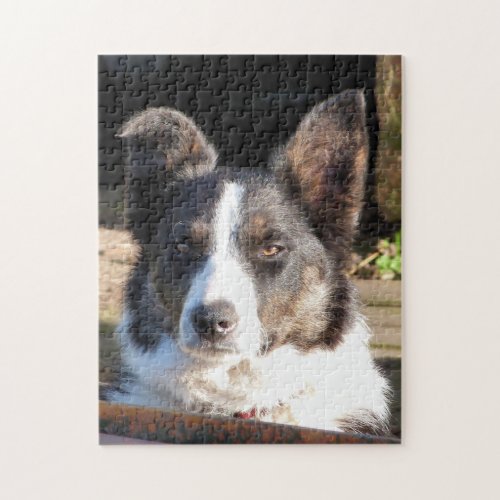 BORDER COLLIE JIGSAW PUZZLE