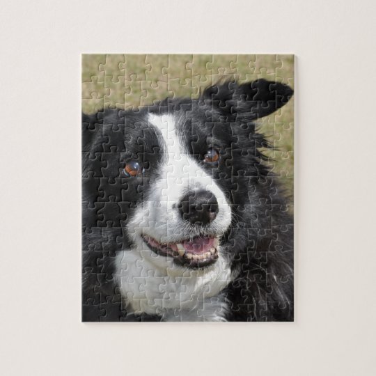 border collie puzzle