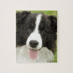 Border Collie Jigsaw Puzzle