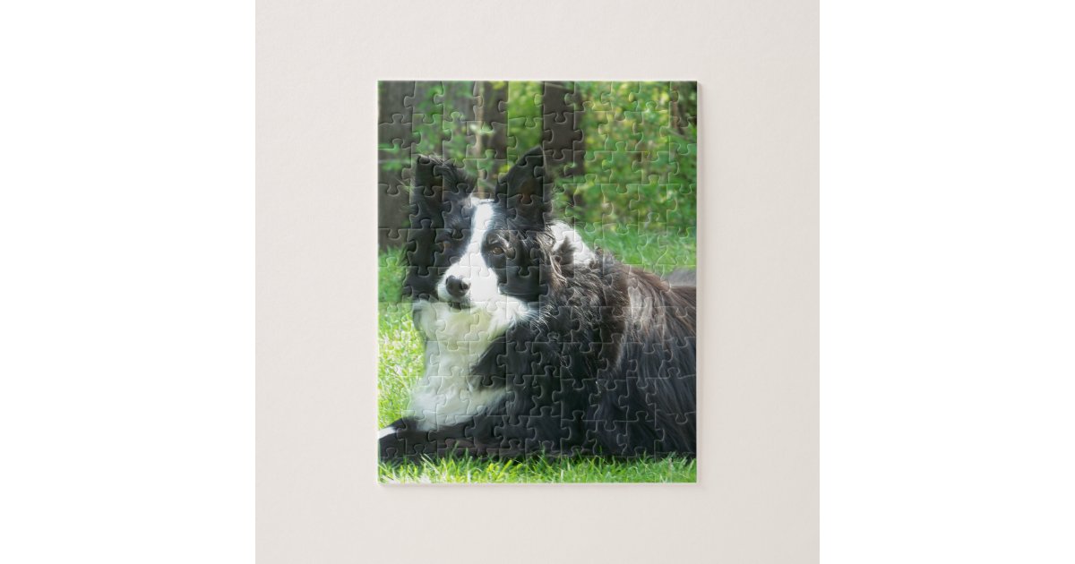 Border Collie With Toys Jigsaw Puzzle