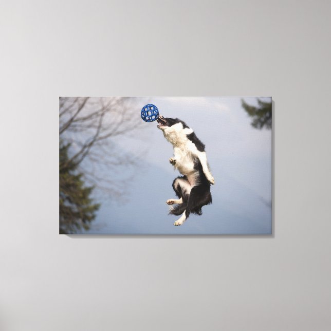 Border Collie just before catching the ball high Canvas Print (Front)