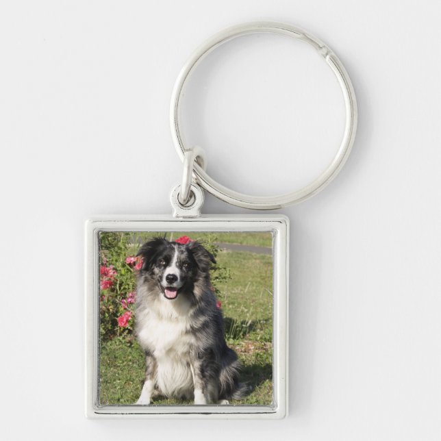 Border Collie Keychain (Front)