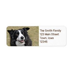 Border collie label