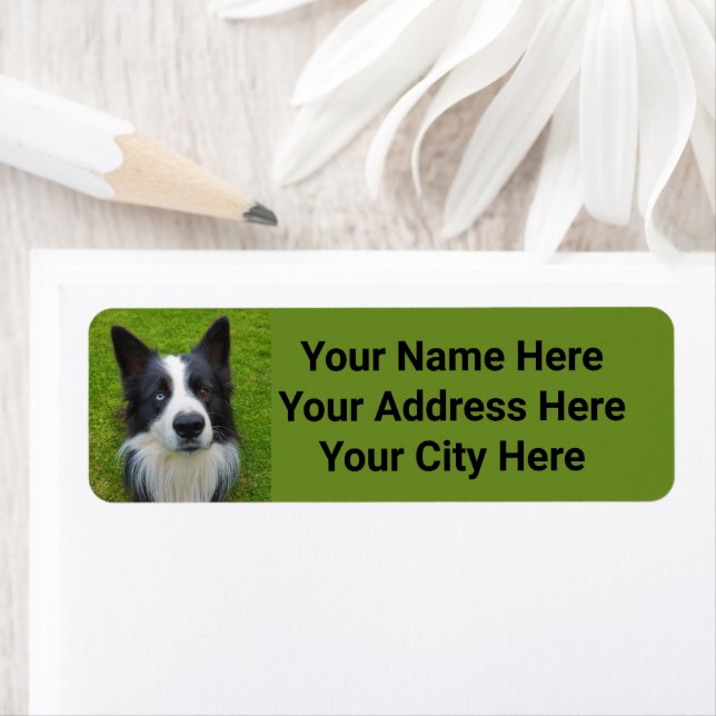Border Collie  Label (Insitu)