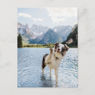 Border Collie Lake Adventure Mountain Dog Travel Postcard