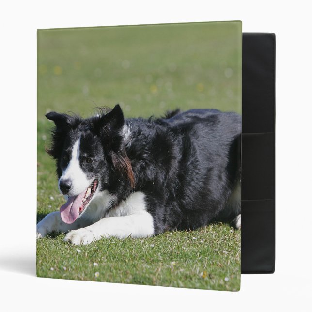 Border Collie Laying Down 3 Ring Binder (Front/Inside)