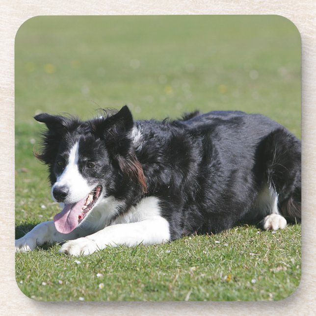 Border Collie Laying Down Beverage Coaster (Front)
