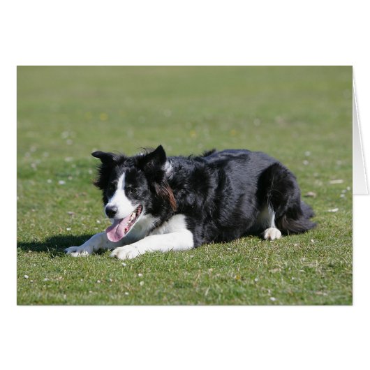 Border Collie Laying Down Cards (Front Horizontal)