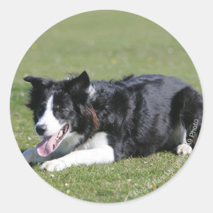 Border Collie Laying Down Classic Round Sticker
