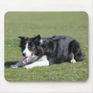 Border Collie Laying Down Mouse Pad
