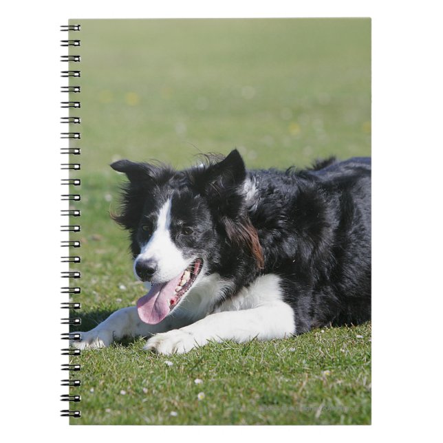 Border Collie Laying Down Notebook (Front)