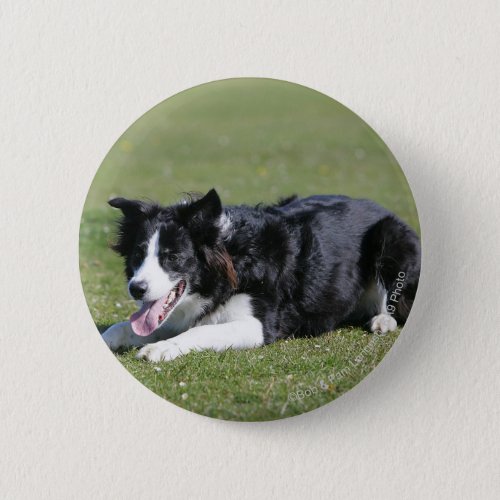 Border Collie Laying Down Pinback Button