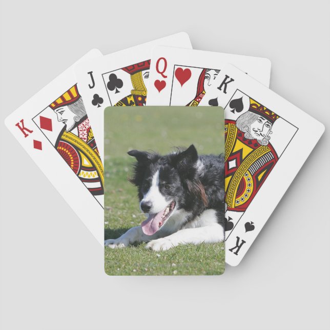Border Collie Laying Down Poker Cards (Back)
