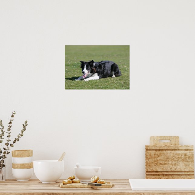 Border Collie Laying Down Poster | Zazzle
