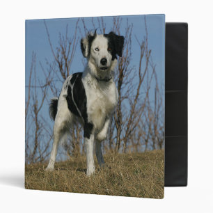 Border Collie Leg Raised Binder