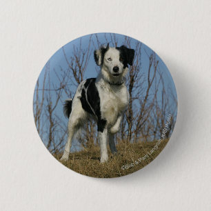 Border Collie Leg Raised Button