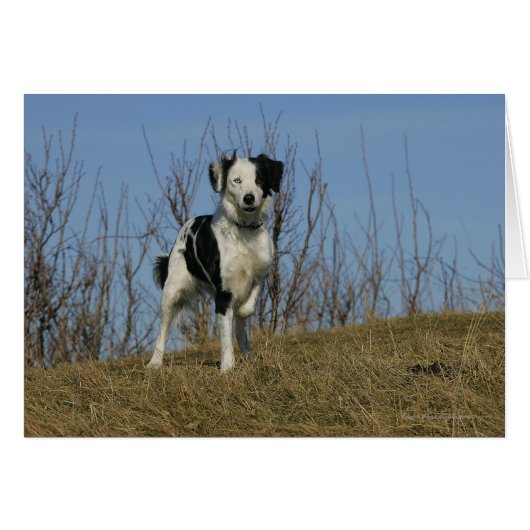 Border Collie Leg Raised Cards (Front Horizontal)