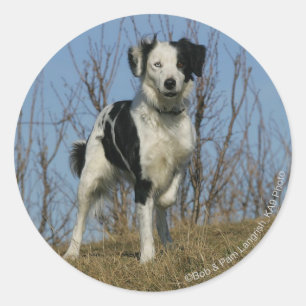 Border Collie Leg Raised Classic Round Sticker